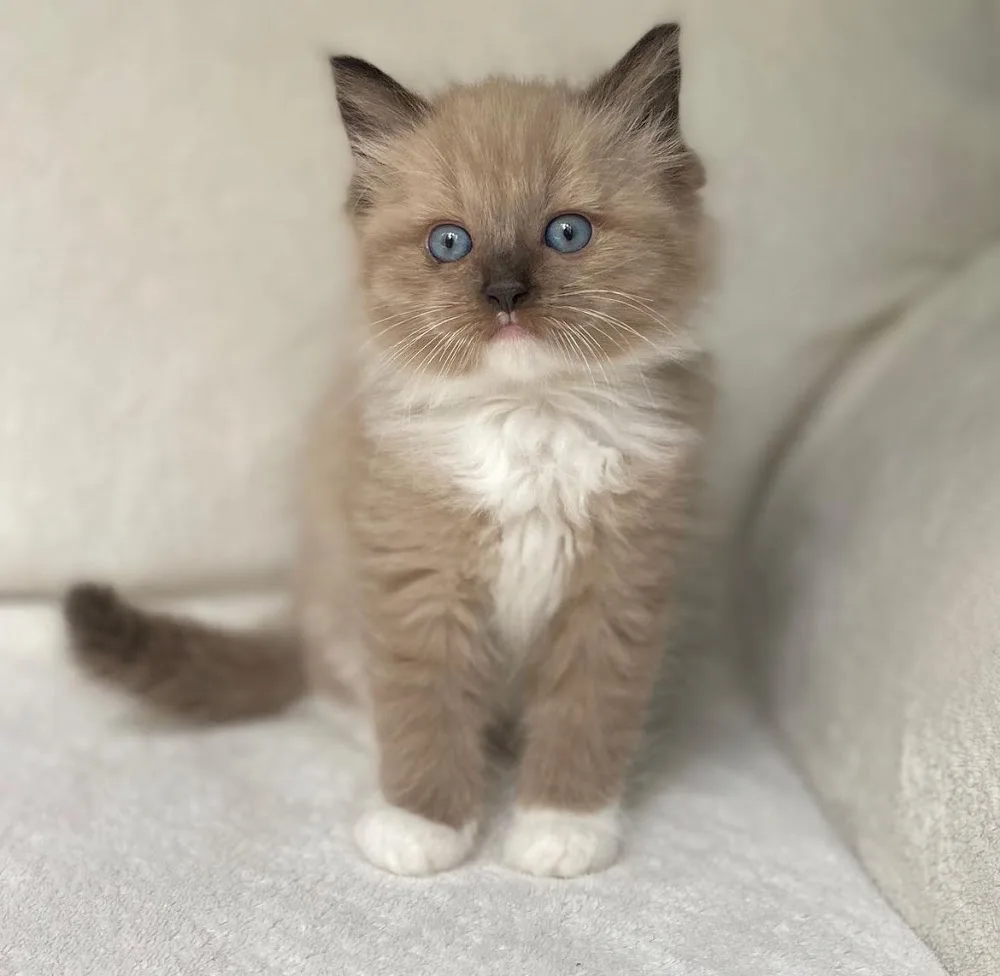 Nora Cattery - Cairns pet otel görseli 2