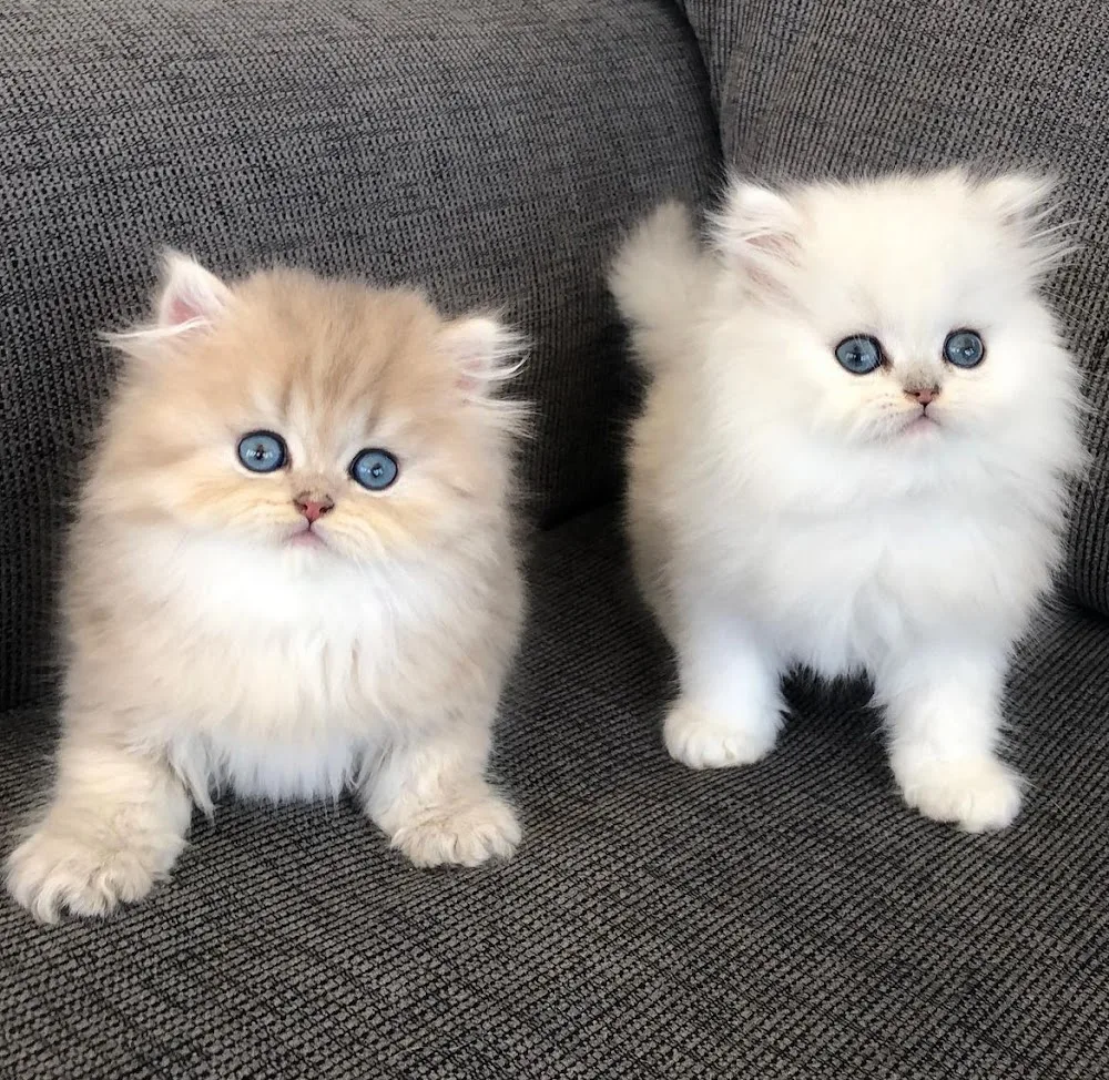 Nora Cattery - Cairns pet otel görseli 3
