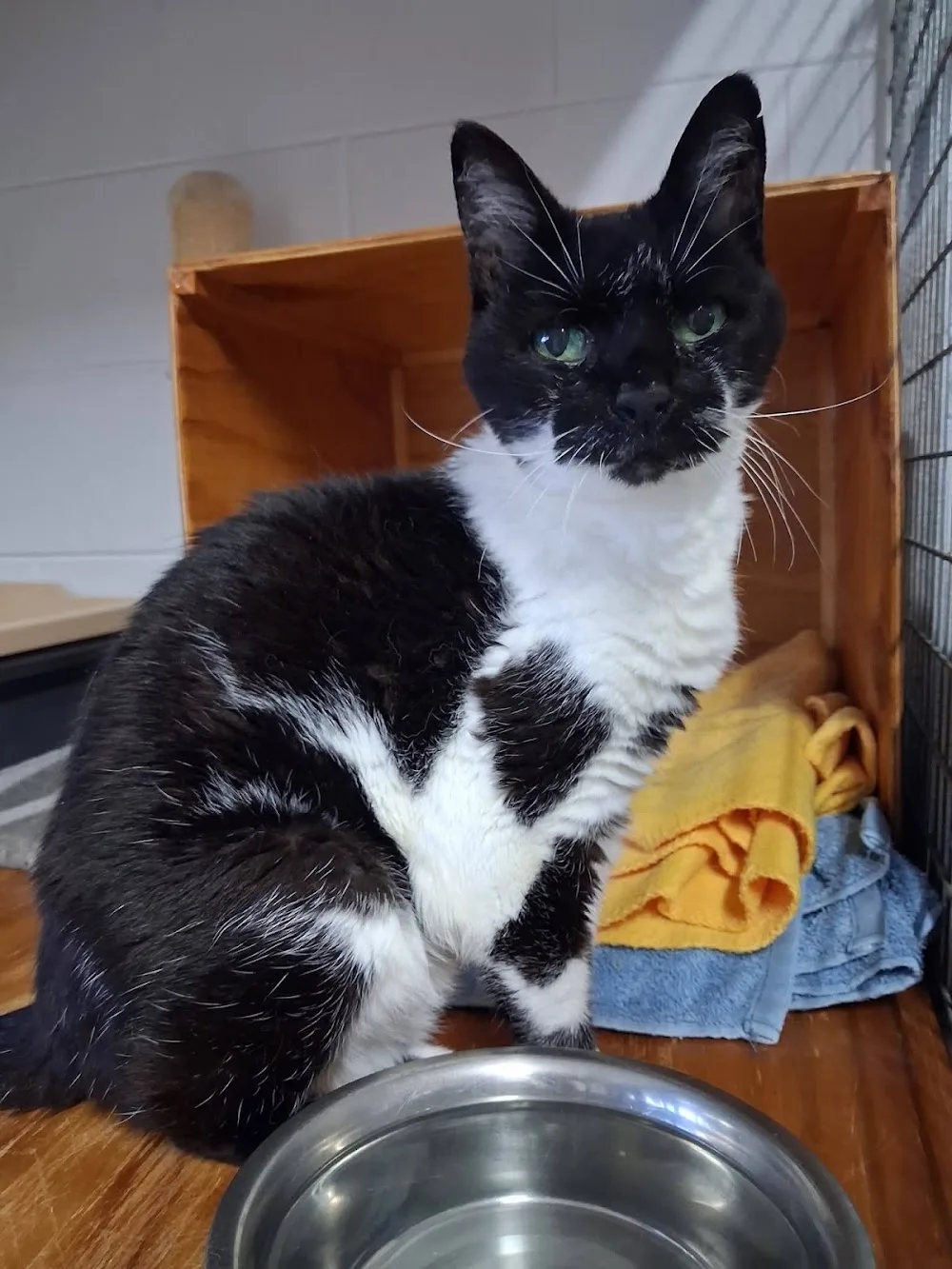 Yaps Cat Oasis Resort - Cairns pet otel görseli 3