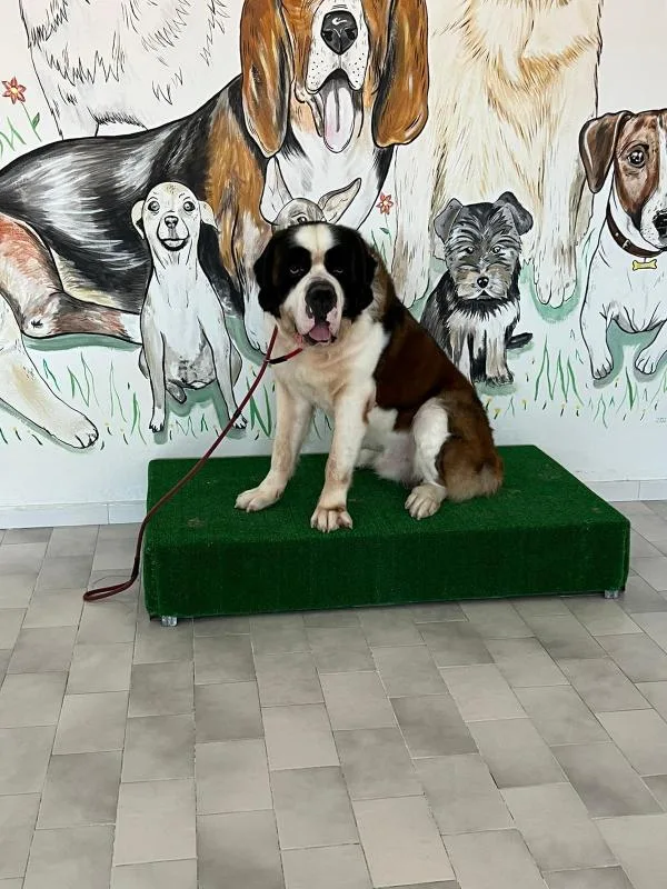 Dog City Toelettatura per Cani Pensione per Cani - Calabria pet otel görseli 2