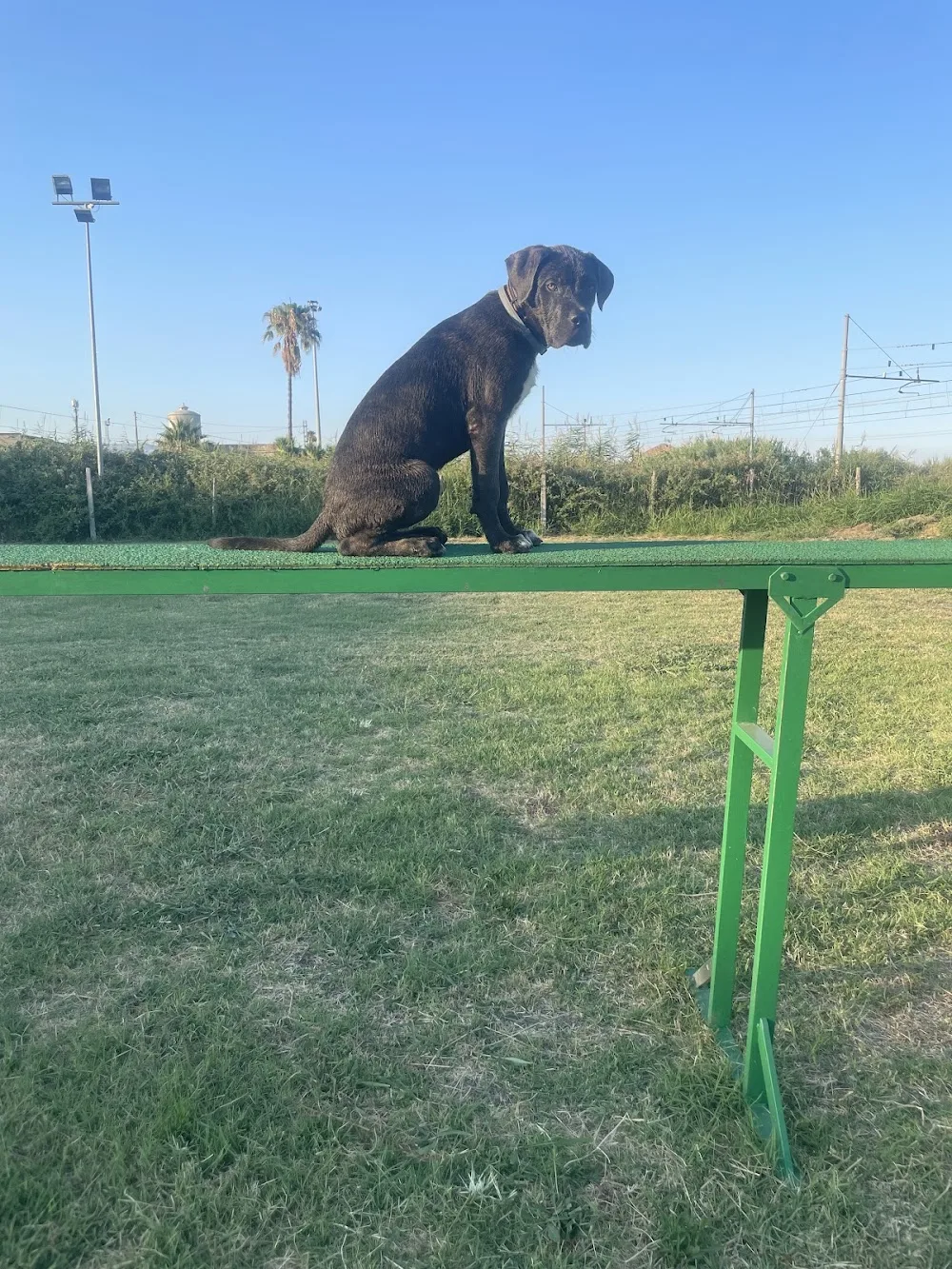 Happy Dogs Kennel - Calabria pet otel görseli 3