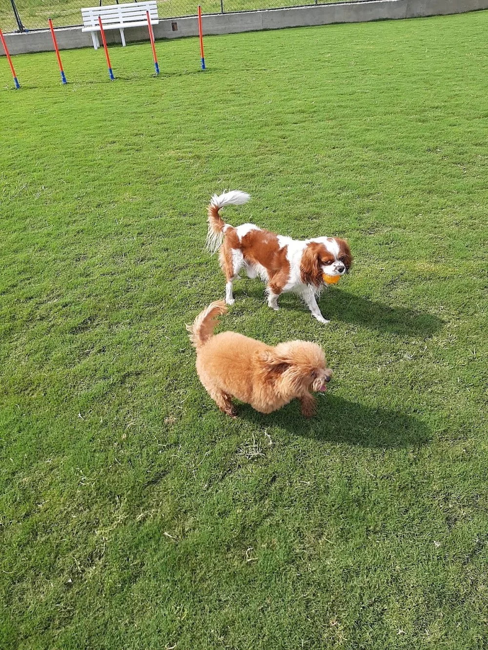 Pet Service Cosenza Pensione per cani e gatti, taxi dog, parco giochi per cani, area cani, dog - Calabria pet otel görseli 3