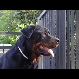 Royal Warriors Kennel - Calabria pet otel