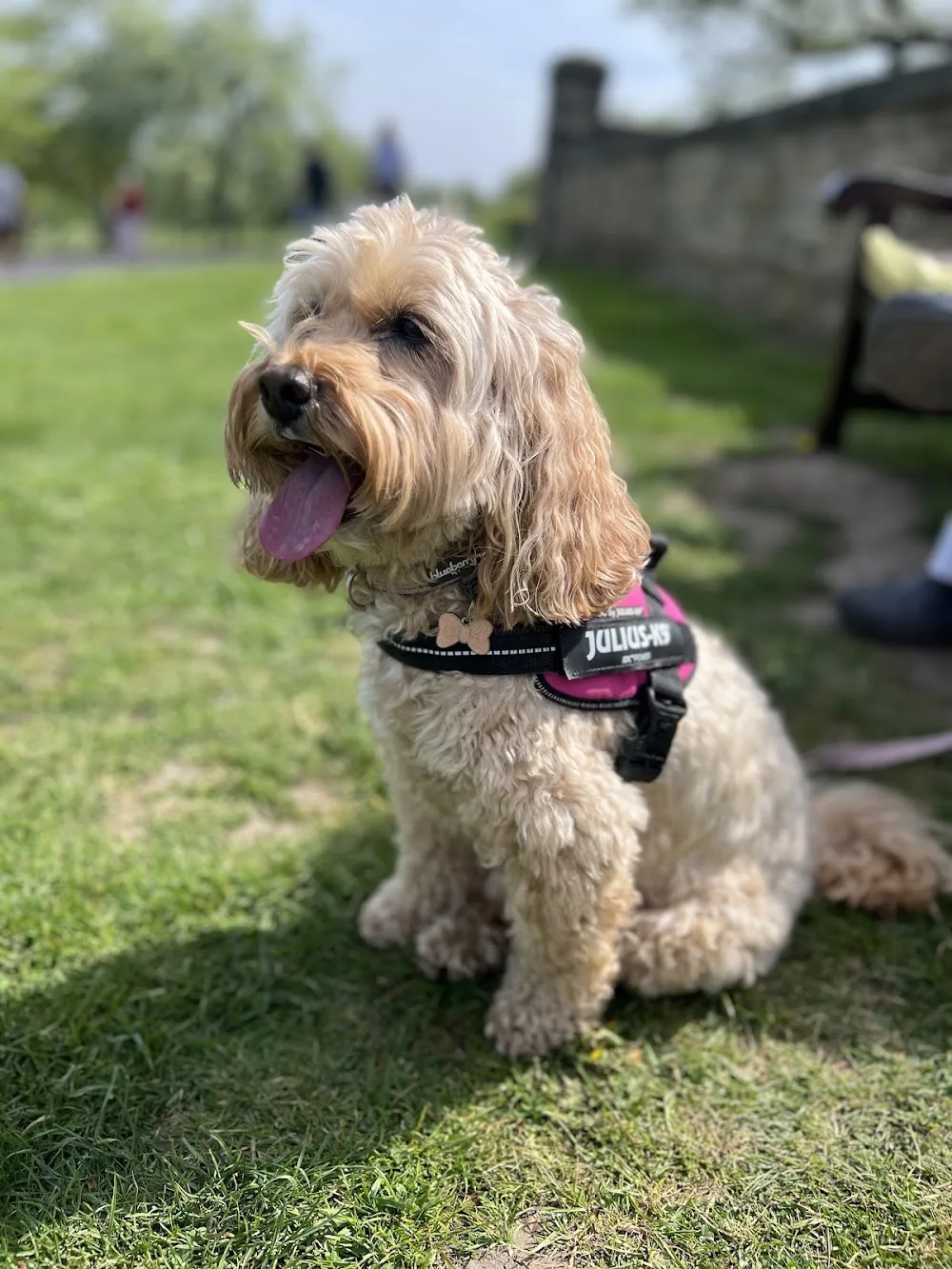 Tiny Paws - Calderdale pet otel