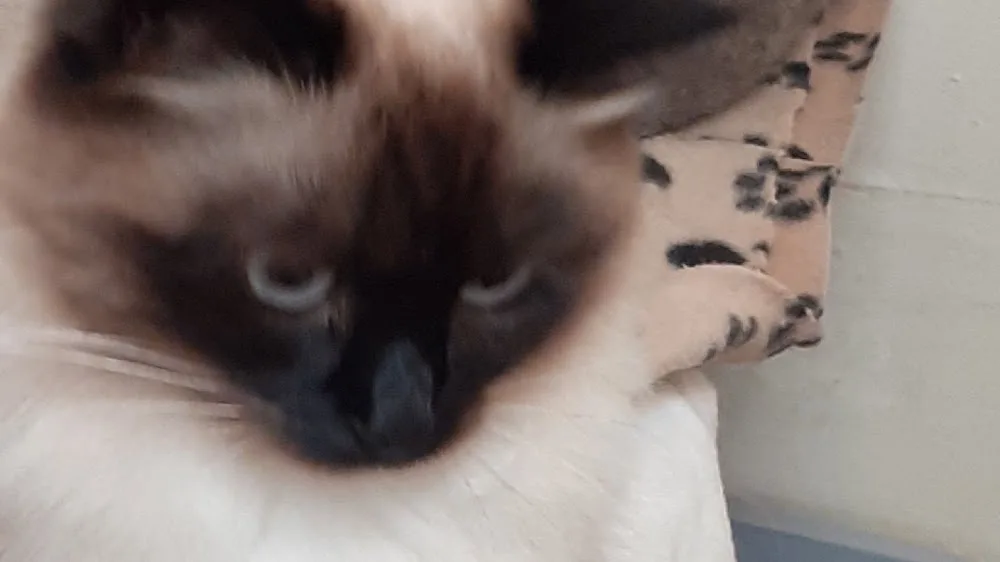 Aristocats Cattery - Caldicot pet otel