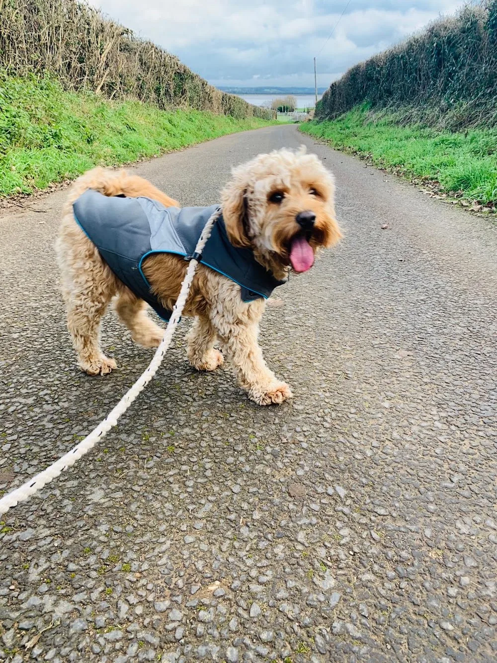 Carol's Kennels - Caldicot pet otel