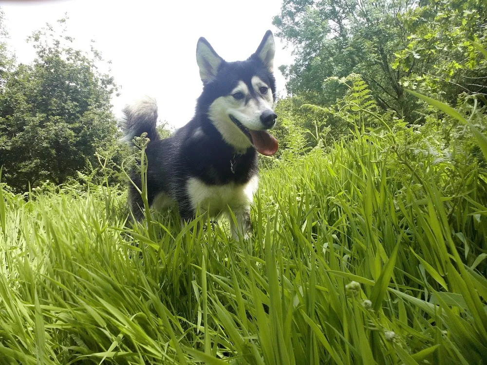 Catsash Boarding Kennels - Caldicot pet otel