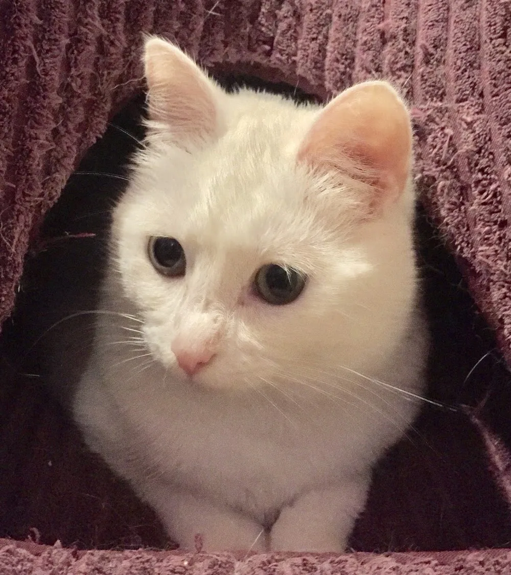 Celtic Cattery Five Star Rated - Caldicot pet otel görseli 3