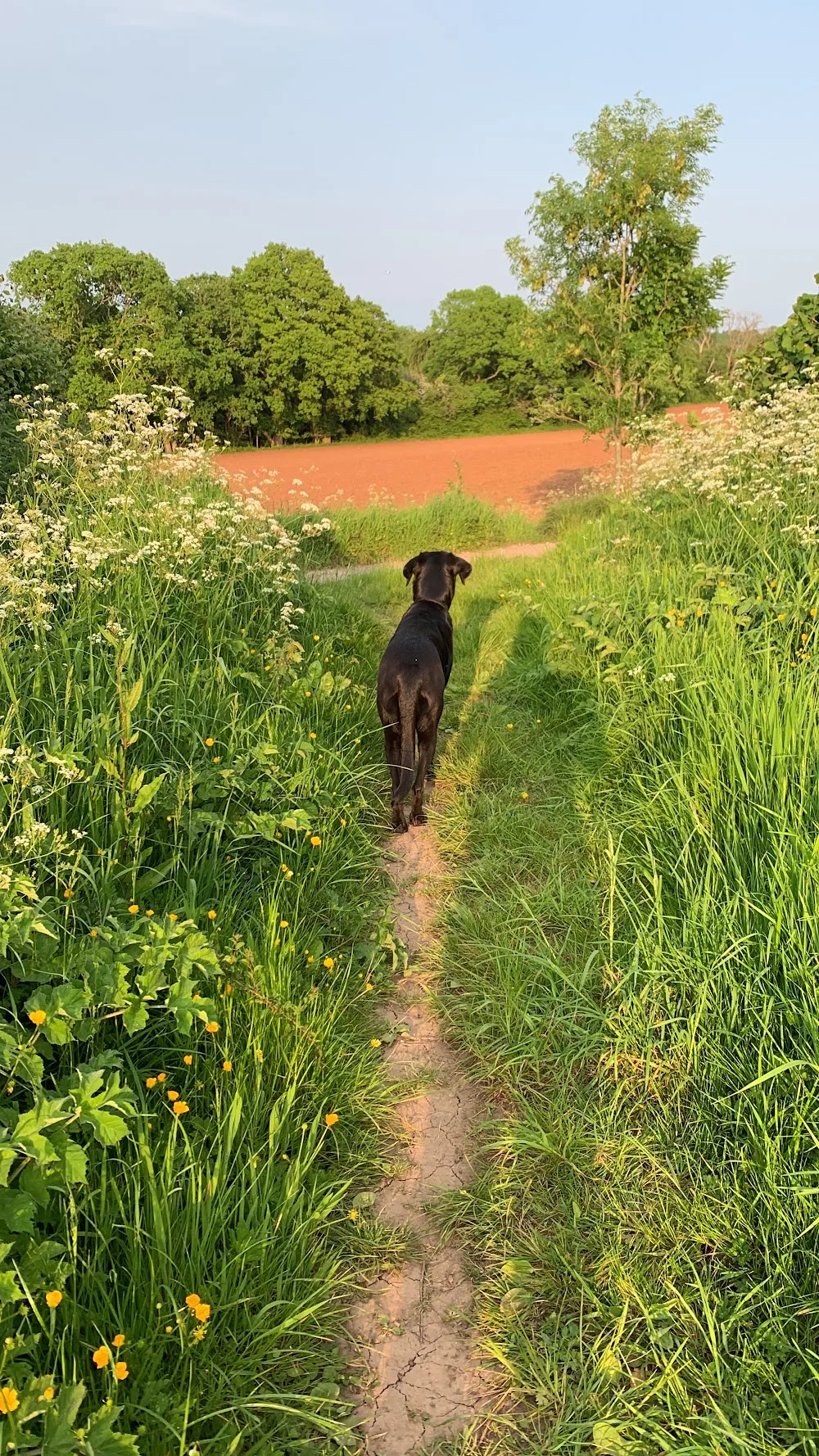 Claire’s Happy Dog Day Care and Boarding - Caldicot pet otel