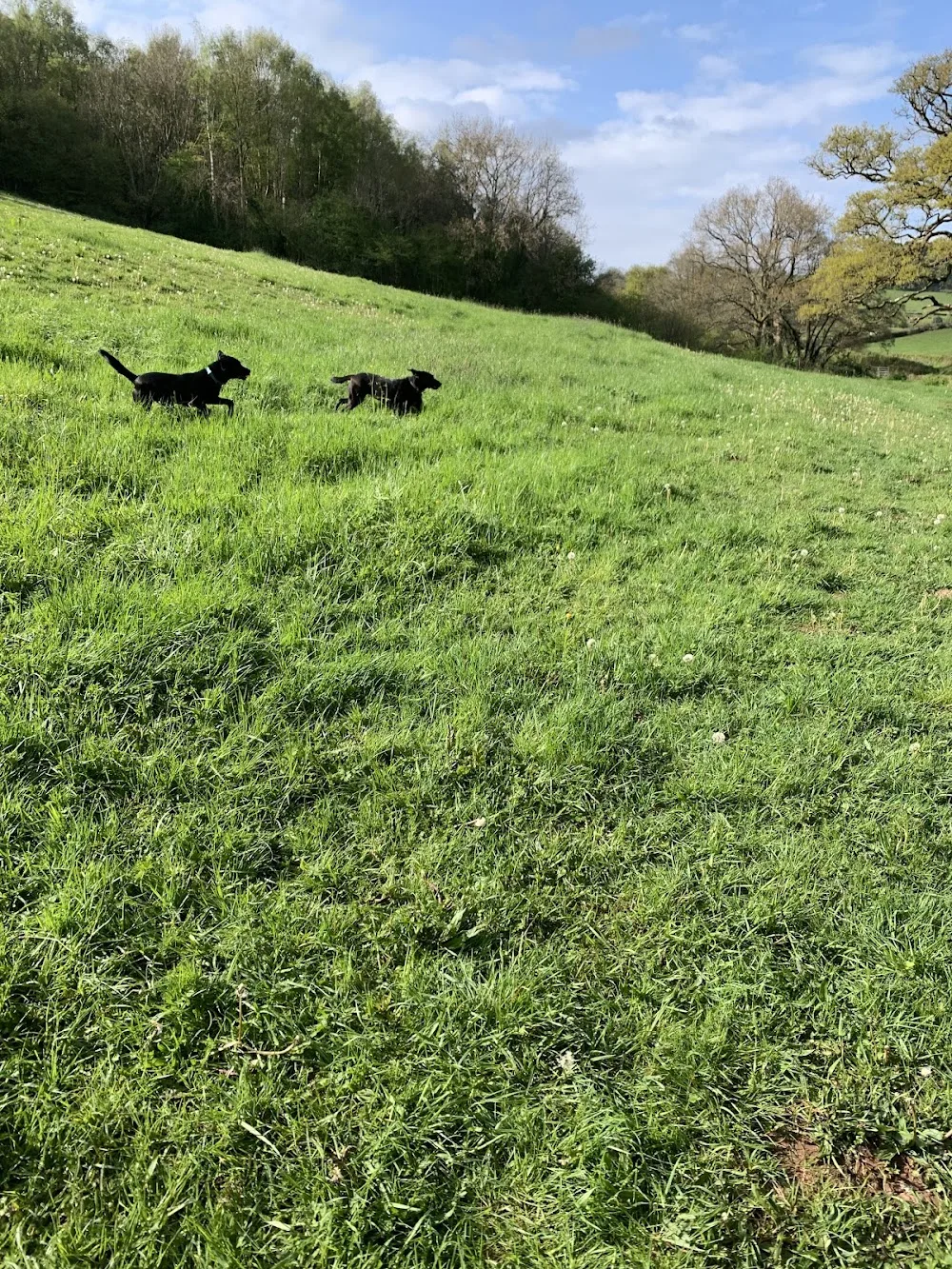 Claire’s Happy Dog Day Care and Boarding - Caldicot pet otel görseli 3