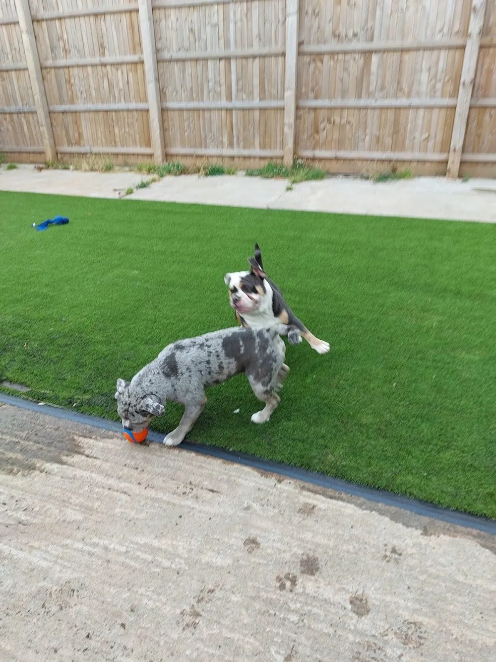 Country Dogs Boarding Kennels - Caldicot pet otel