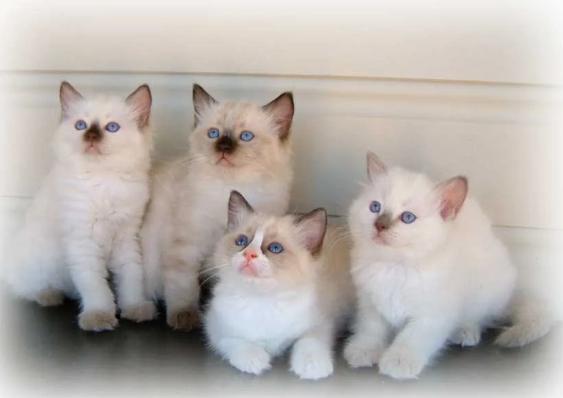 Cwtch Ragdoll Cats - Caldicot pet otel