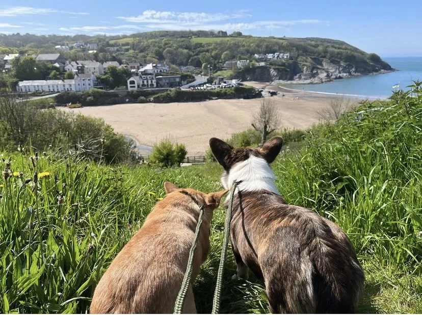 Cys Ci Luxury Dog Retreat - Caldicot pet otel