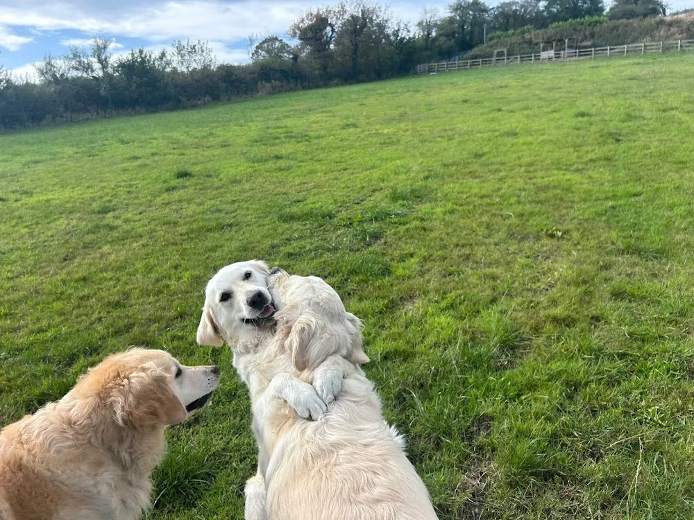 Cys Ci Luxury Dog Retreat - Caldicot pet otel görseli 3