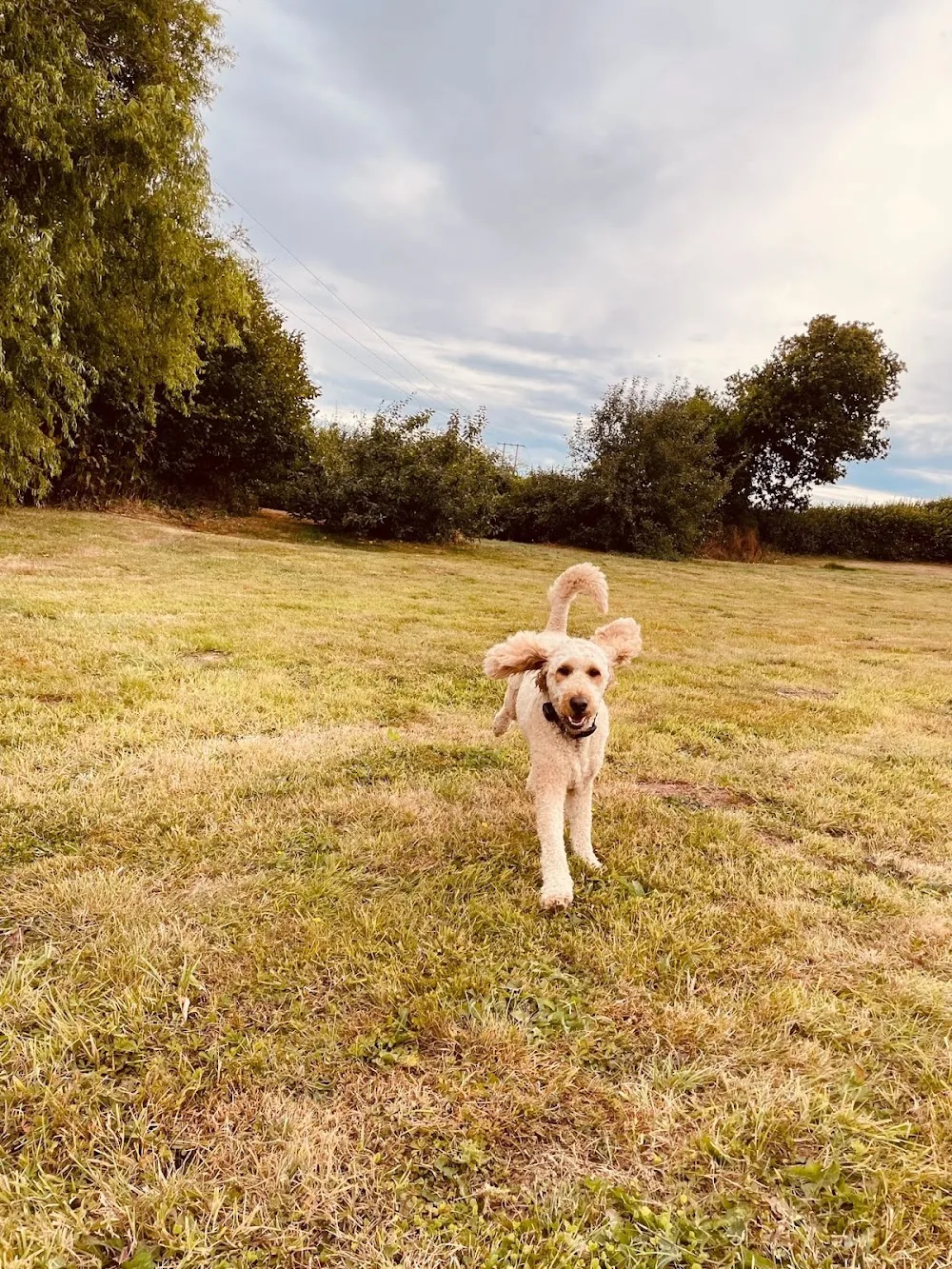 Green Lawns Boarding Kennels - Caldicot pet otel