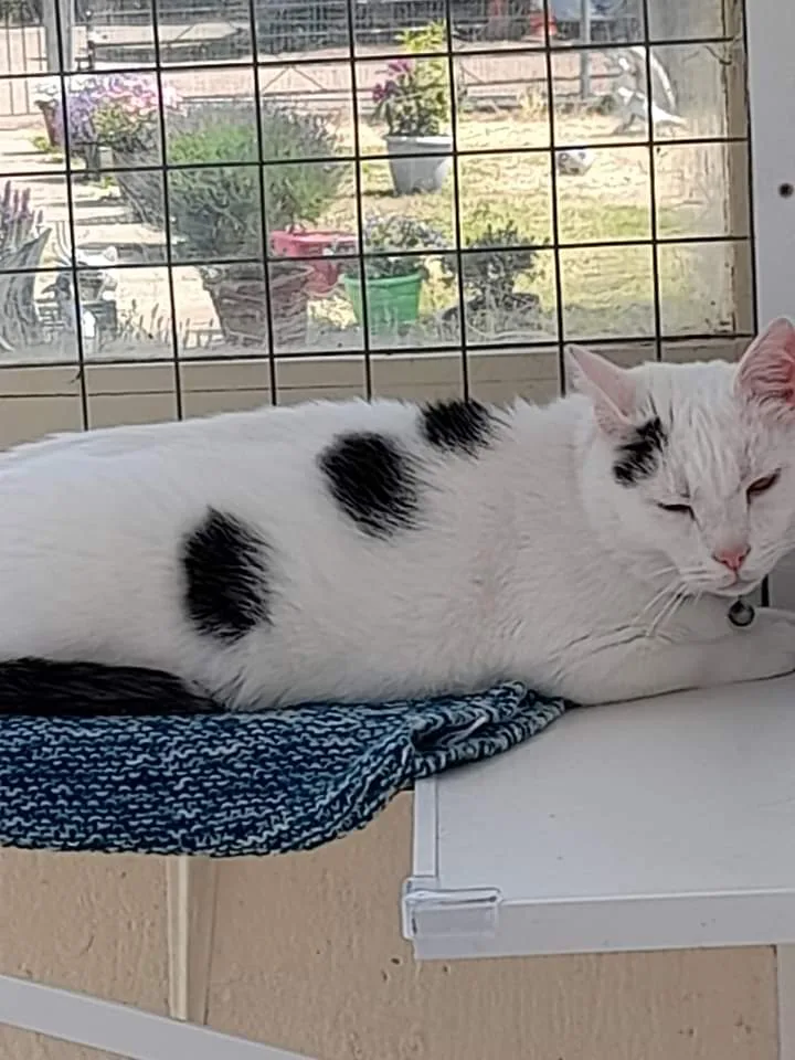 Iris's Animal Farm Cattery - Caldicot pet otel