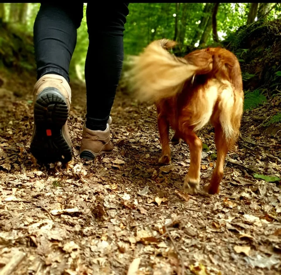Lead On Dog Boarding and Training. - Caldicot pet otel