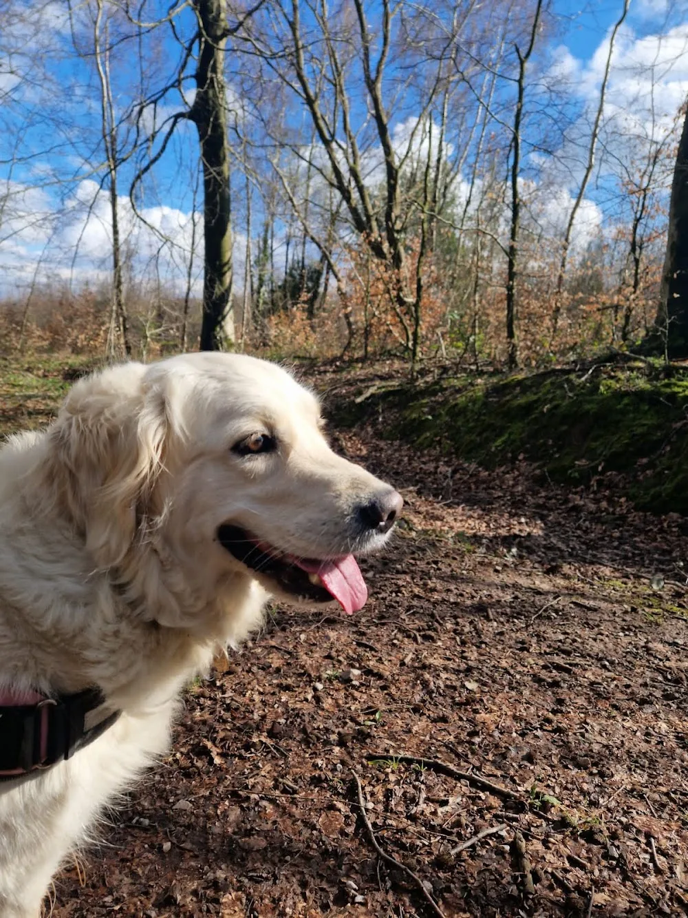 Lead On Dog Boarding and Training. - Caldicot pet otel görseli 3