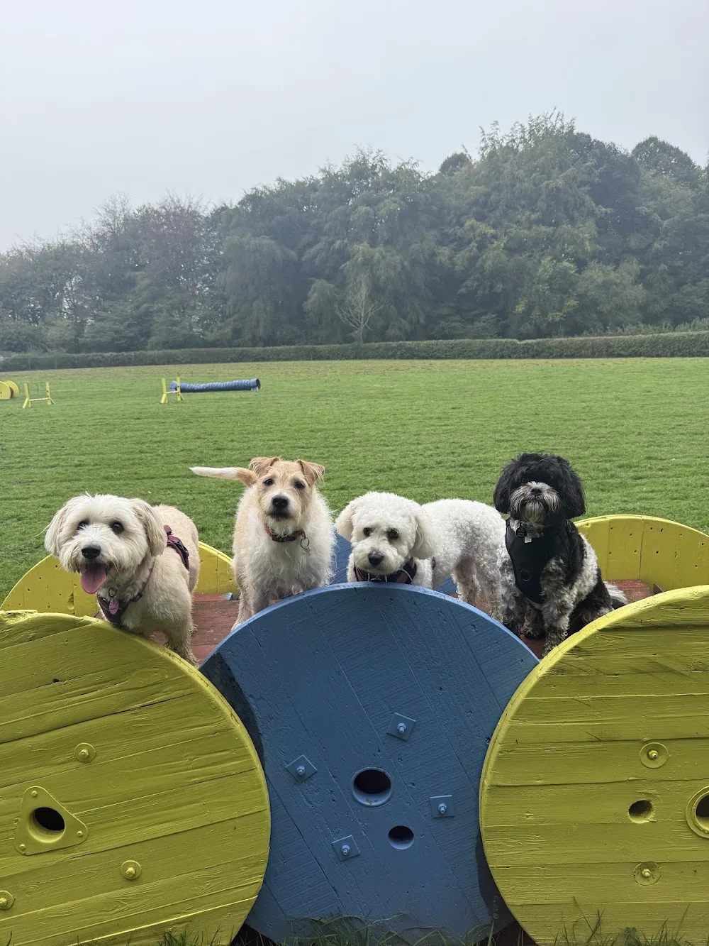 Peachy Pet Services - Caldicot pet otel görseli 2