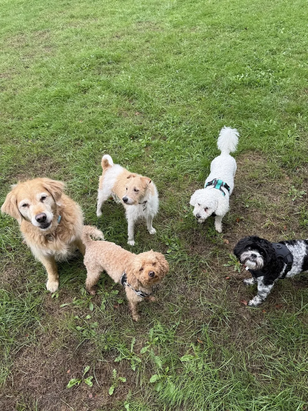 Peachy Pet Services - Caldicot pet otel görseli 3