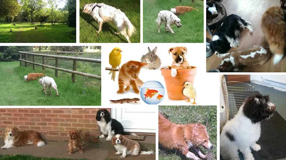 SWAT Pets - Caldicot pet otel görseli 2