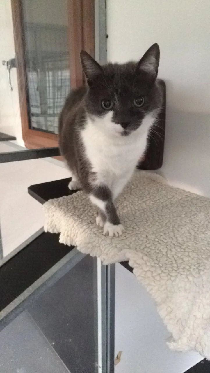The Elms Cattery - Caldicot pet otel görseli 2