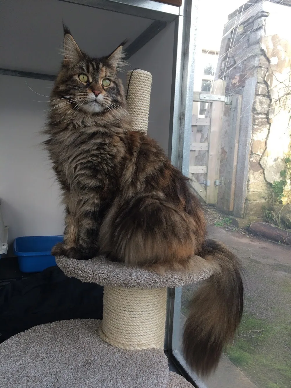 The Elms Cattery - Caldicot pet otel görseli 3