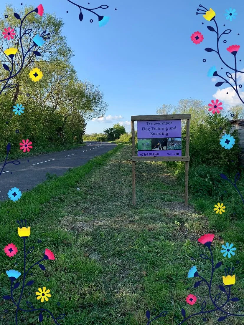Tynevermoor Dog Training and Boarding - Caldicot pet otel