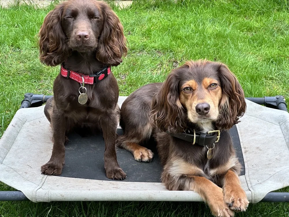 Tynevermoor Dog Training and Boarding - Caldicot pet otel görseli 3