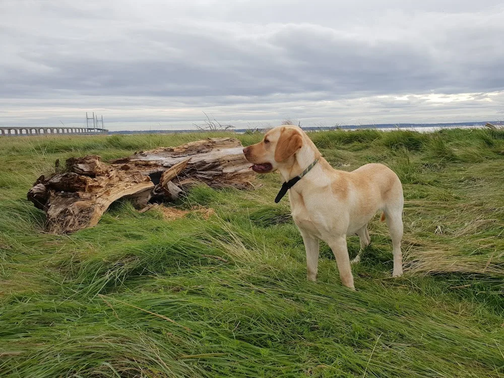 Wags 'n' Walks Dog B&B - Caldicot pet otel
