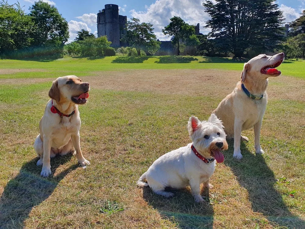 Wags 'n' Walks Dog B&B - Caldicot pet otel görseli 3