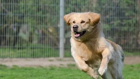 Whitewall Kennels & Cat Hotel Ltd - Caldicot pet otel