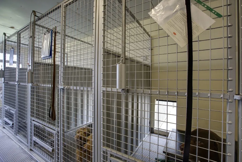 Whitewall Kennels & Cat Hotel Ltd - Caldicot pet otel görseli 5
