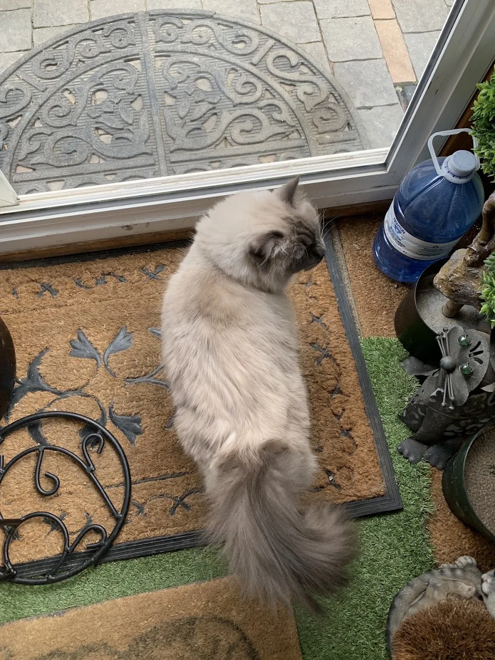A Feline Inn - Calgary pet otel