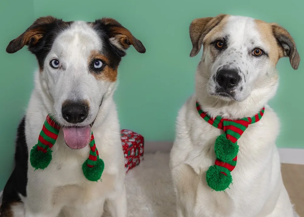 Barking Good Pet Services - Calgary pet otel