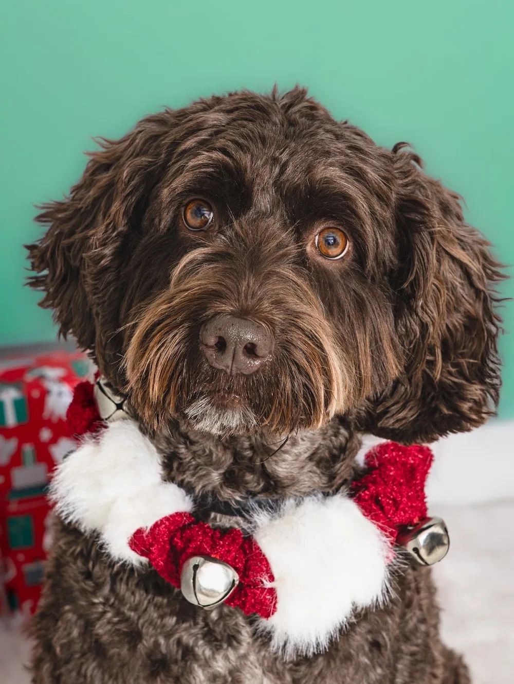 Barking Good Pet Services - Calgary pet otel görseli 3