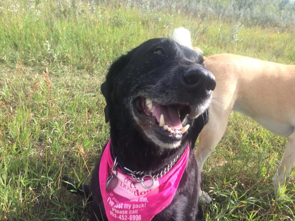 BowDog Canine Specialists - Calgary pet otel
