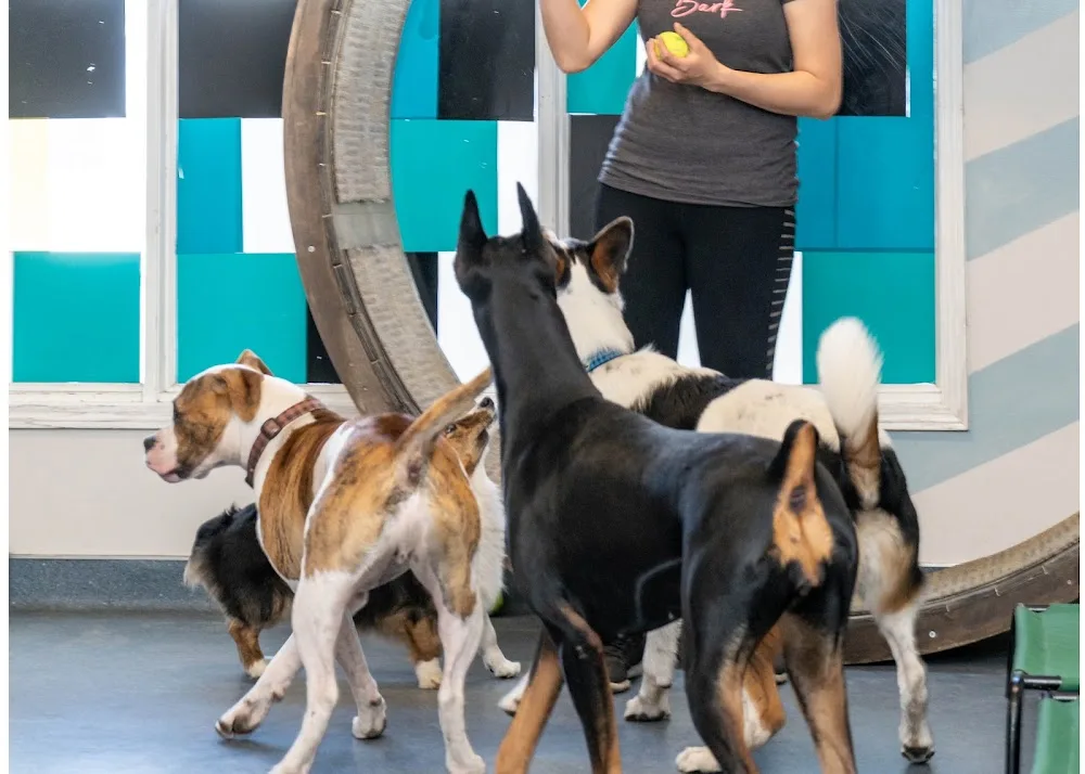 Central Bark Doggy Daycare and Grooming Spaw - Calgary pet otel