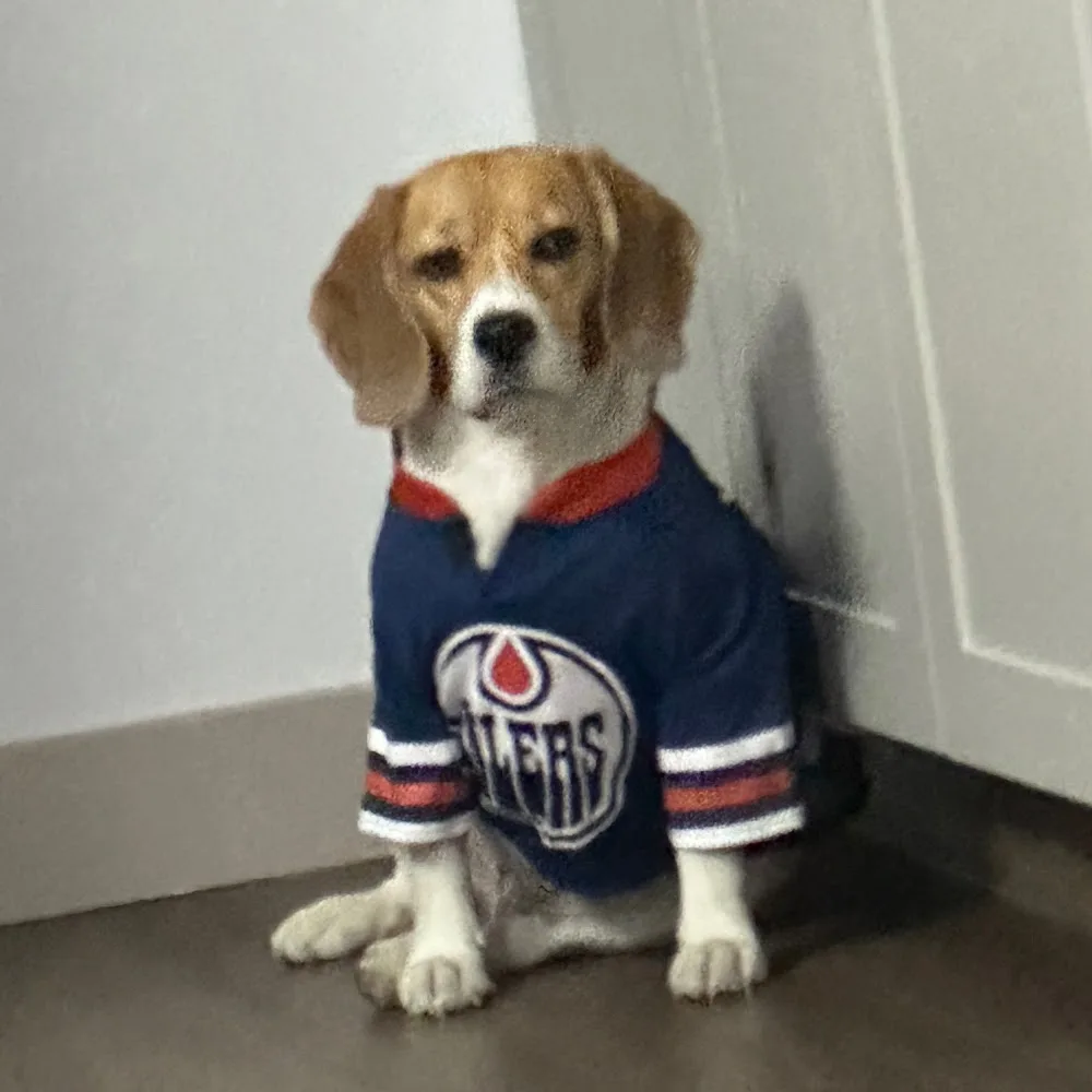 Chasin' Tails - Calgary pet otel görseli 5