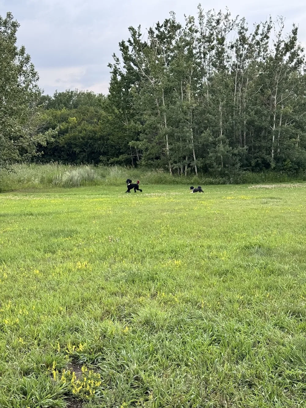 Country Club Pet Resort - Calgary pet otel görseli 4