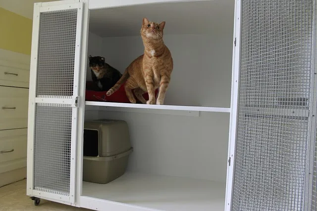 Cross Creek Cattery - Calgary pet otel
