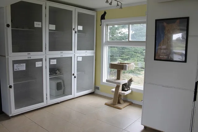 Cross Creek Cattery - Calgary pet otel görseli 3