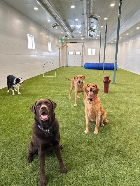 Escape to the Country Pet Retreat - Calgary pet otel