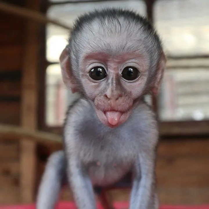 Kennel HomeTrained Monkeys - Calgary pet otel