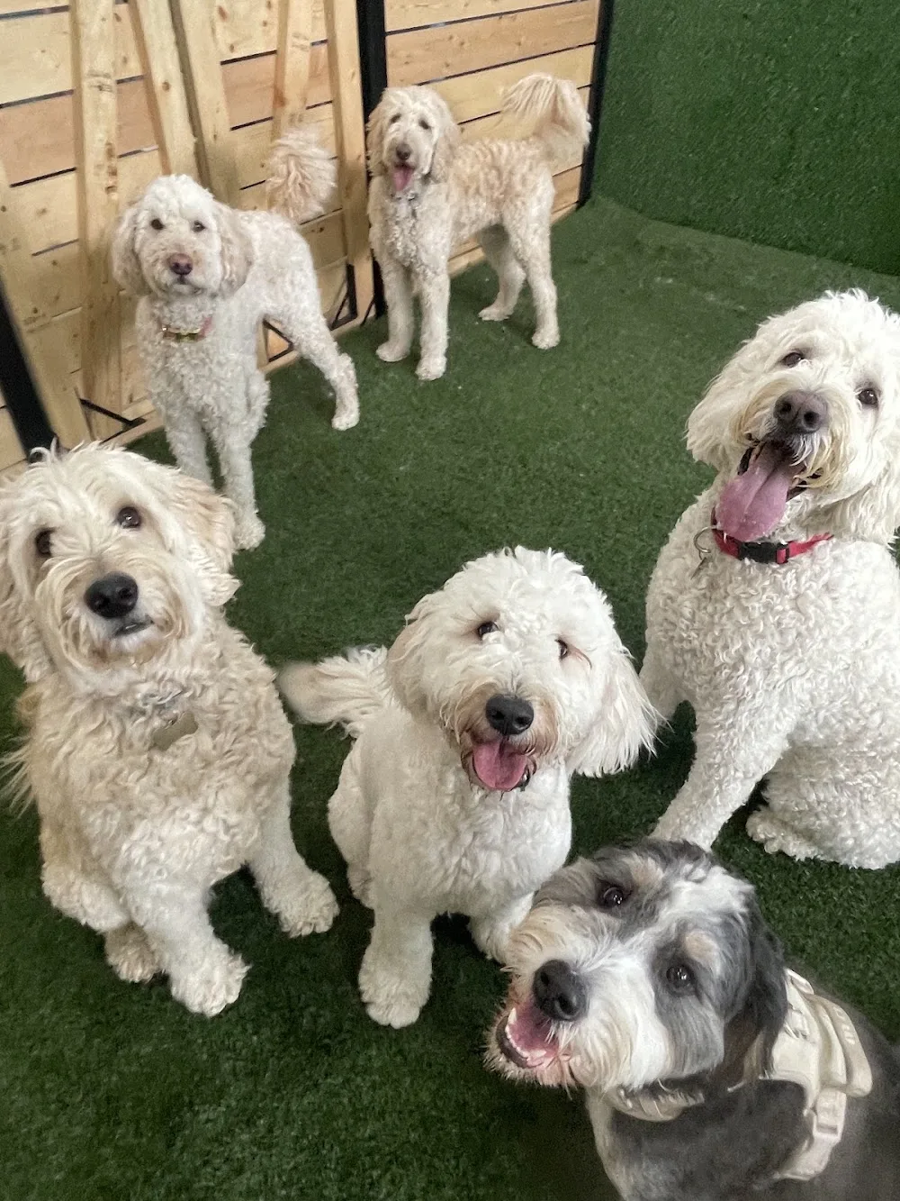 Lucky Paws Dog Hotel - Calgary pet otel