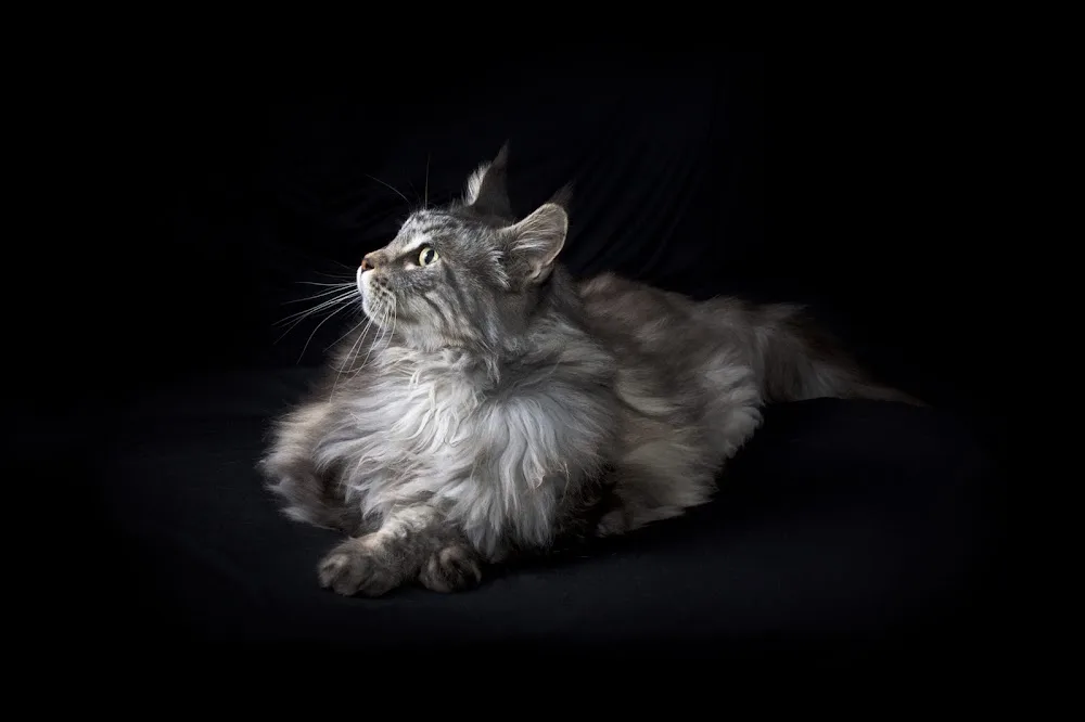 Maine Kenzie Coons | Coon Cattery - Canada - Calgary pet otel