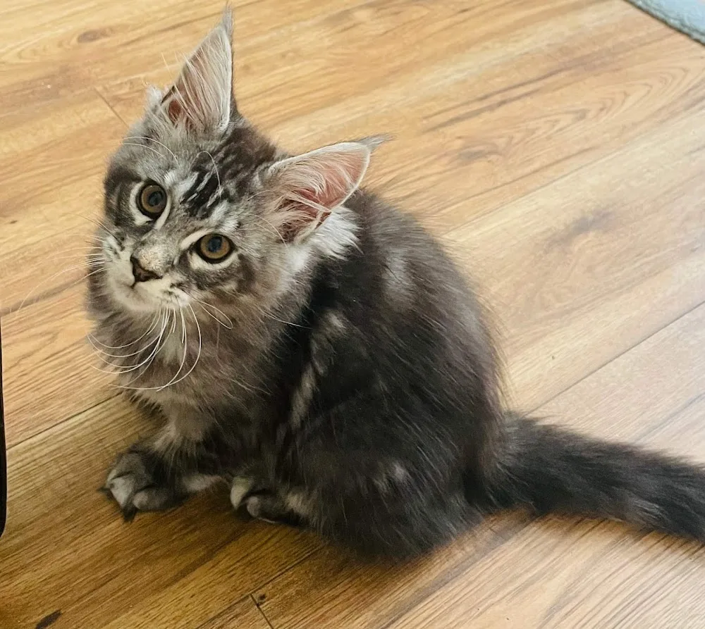 Maine Kenzie Coons | Coon Cattery - Canada - Calgary pet otel görseli 3