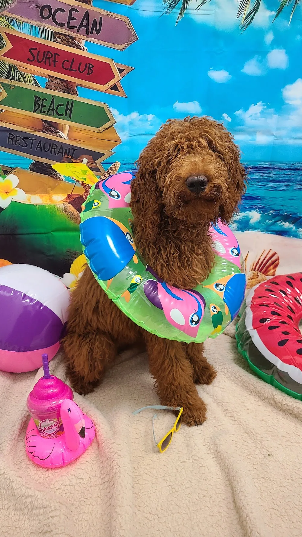 Marda Loop Doggie Daycare & Spa - Calgary pet otel görseli 5