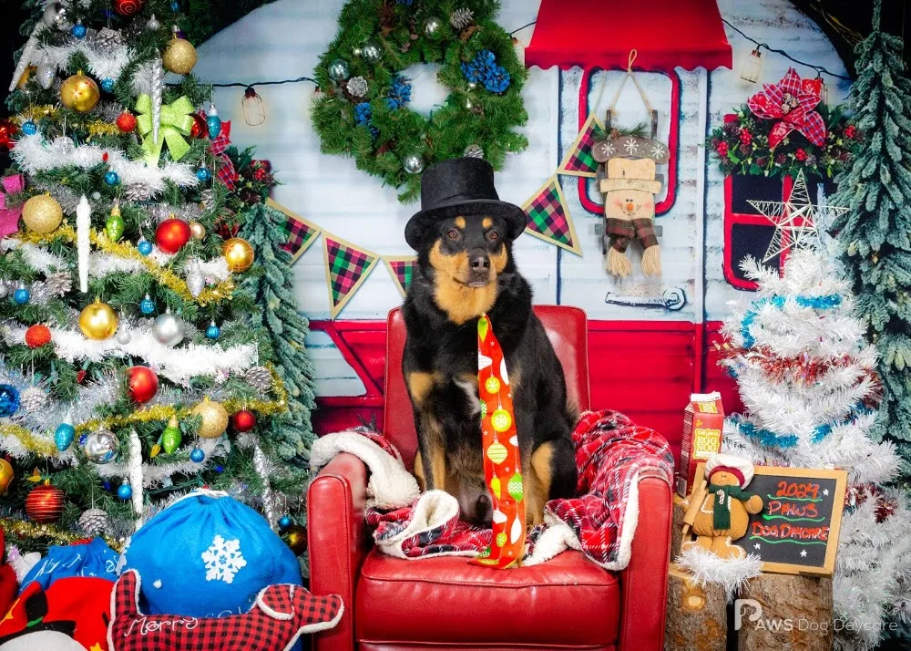 PAWS Dog Daycare Calgary - Calgary pet otel görseli 3