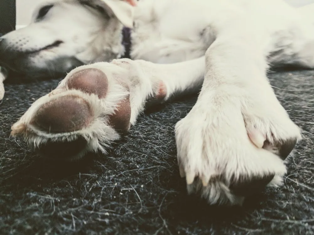 Paws Next Door - Calgary pet otel